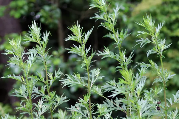 Wormwood (Artemisia vulgaris) doğada büyür.