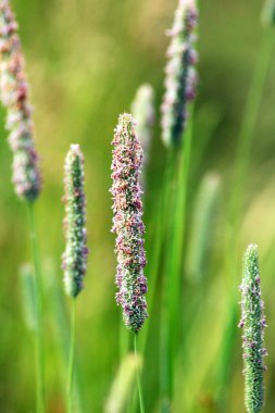 Çayırda değerli ot Timothy (Phleum pratense) yetişir.