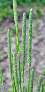 Valuable forage grass timothy (Phleum pratense) grows in the meadow clipart