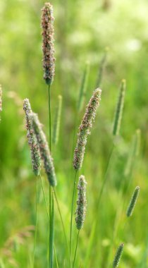 Çayırda değerli ot Timothy (Phleum pratense) yetişir.