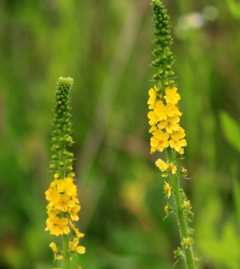 Summer in the wild among wild grasses is blooming agrimonia eupatoria clipart