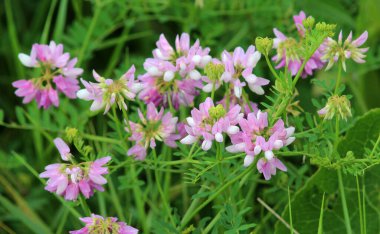 Doğada, Securigera varia yabani otlarda yetişir.