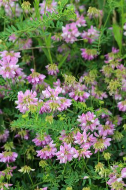 Doğada, Securigera varia yabani otlarda yetişir.