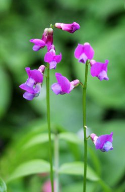 Ormanda ilkbahar çiçek açar Lathyrus vernus