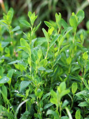 Poligonum aviculare otları vahşi doğada yetişir.