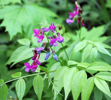 Ormanda ilkbahar çiçek açar Lathyrus vernus