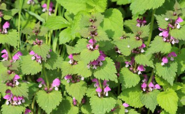 Vahşi, sağır, ısırgan otu morunda çiçek açar (Lamium purpureum))