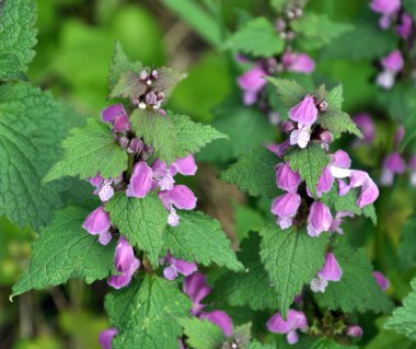 Vahşi, sağır, ısırgan otu morunda çiçek açar (Lamium purpureum))