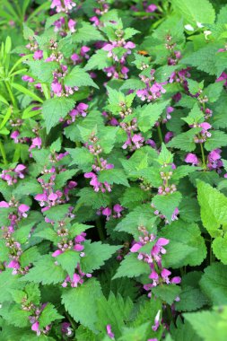 Vahşi, sağır, ısırgan otu morunda çiçek açar (Lamium purpureum))