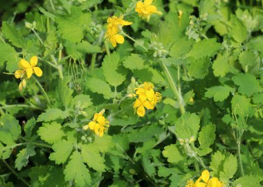 Çelidonyum majus yaprakları ve sarı çiçekleri vahşi doğada yetişiyor.