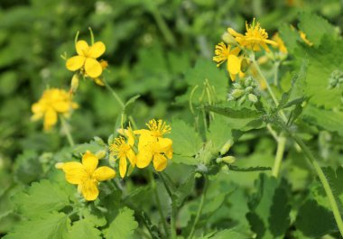 Çelidonyum majus yaprakları ve sarı çiçekleri vahşi doğada yetişiyor.