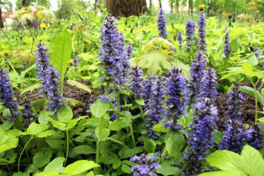 Ajuga sürüngenleri doğada büyür ve çiçek açar.