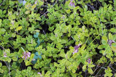 Yazın, Teucrium chamaedrys otların arasında yetişir.