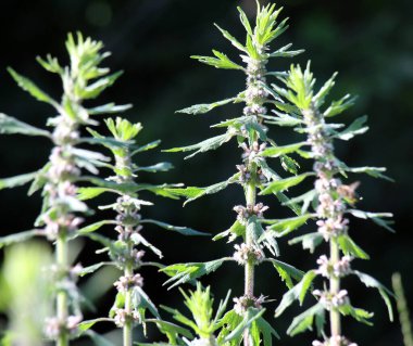 Otların arasındaki çayırlarda büyüyen ve açan köpek ısırgan otları beş ağızlıdır (Leonurus quinquelobatus)