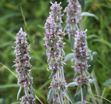 Stachys Germanica yabani otlar arasında yetişir.