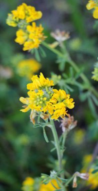 Alfalfa orağı (Medicago falcata) doğada çiçek açar