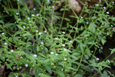  Memoremea scorpioides, omphalodes scorpioides grows in the wild in the forest in spring clipart