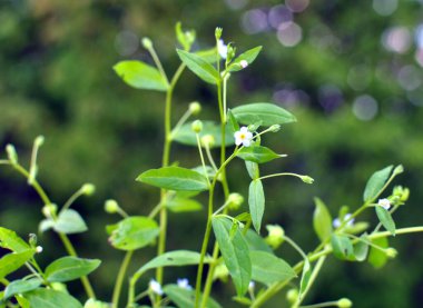  Memoremea scorpioides, omphalodes scorpioides grows in the wild in the forest in spring clipart