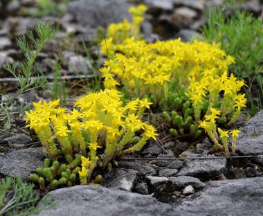 Vahşi doğada kayalık topraklarda Caustic Taşrop (Sedum dönümü) yetişir.