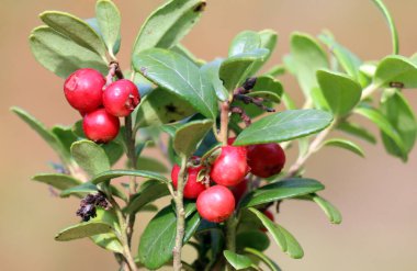 Lingonberries (Aşı vitis-idaea) doğadaki çalıların üzerinde olgunlaşır.