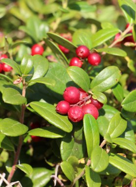 Lingonberries (Aşı vitis-idaea) doğadaki çalıların üzerinde olgunlaşır.