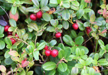 Lingonberries (Aşı vitis-idaea) doğadaki çalıların üzerinde olgunlaşır.