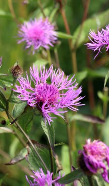 Phrygian cornflower (Centaurea phrygia) grows in the wild clipart