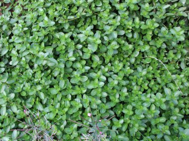 Plantain ailesinden Veronica Beccabunga vahşi doğada yetişiyor.