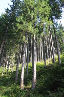 Avrupa ladini (Picea abies) Ukrayna 'daki Karpat Dağları' nın ormanlarında yetişir.