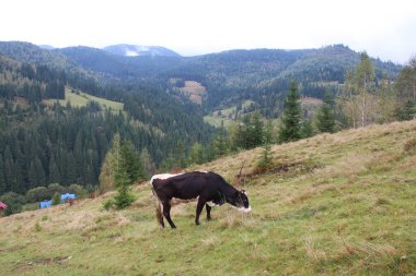 Dağ köyünün yakınındaki bir çayırda inek.