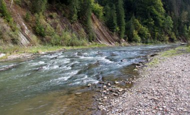 In the Carpathians, in Ukraine, the mountain river Prut flows clipart