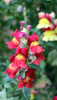 Antirrhinum yazın çiçek tarhında açar.