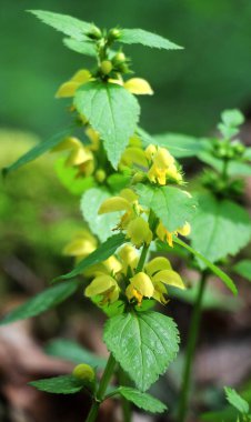 Ormanda ilkbahar, sarı, sağır ısırgan otu (Lamium galeobdolon) açar.