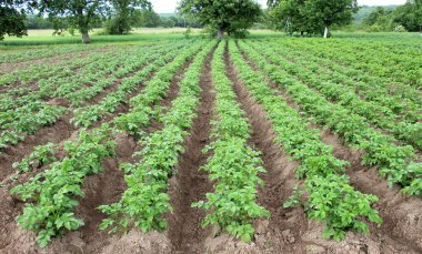 Tarladaki verimi arttırmak için, patatesler yamaçlı..