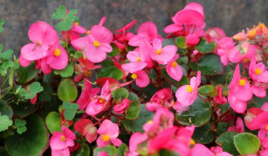 Begonya çiçekleri manzara tasarımında kullanılır.