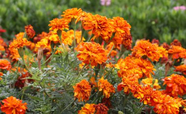 Çiçek tarlasında çalılar çiçek açar (tagetes) - Paskalya ailesinin yıllık bitkisi