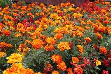 Çiçek tarlasında çalılar çiçek açar (tagetes) - Paskalya ailesinin yıllık bitkisi