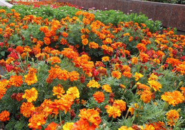 Çiçek tarlasında çalılar çiçek açar (tagetes) - Paskalya ailesinin yıllık bitkisi