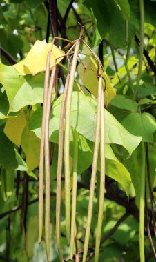 Catalpa tree branches with pods and leaves clipart