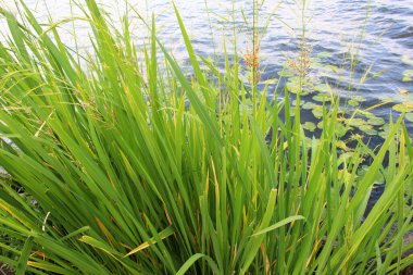 Zizania latifolia grows in shallow water in the wild clipart