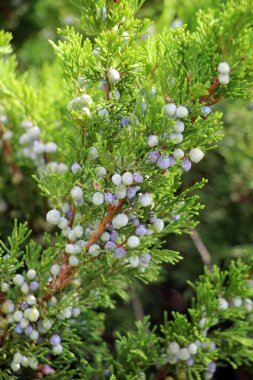 Ardıç doğada yetişir - tıbbi, yenilebilir, temel yağ, bitkisel öldürücü, ahşap, reçine, süs eşyası ve bitki özü.