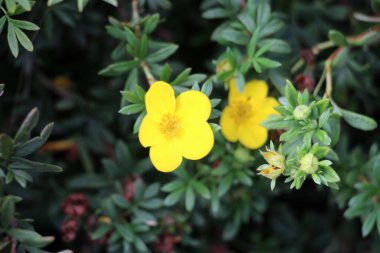 Süslü çalı potentilla fruticosa doğada yetişir.