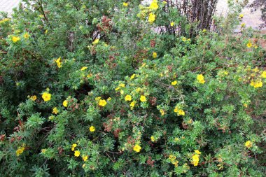 Süslü çalı potentilla fruticosa doğada yetişir.