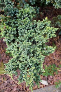 Flaky ardıç (Juniperus squamata) çalıları peyzaj tasarımında kullanılır..