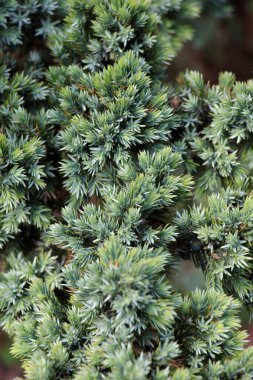 Flaky ardıç (Juniperus squamata) çalıları peyzaj tasarımında kullanılır..