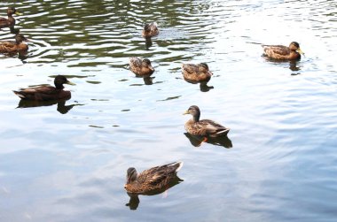 Doğal bir gölette Mallard ördeği (Anas platyrhynchos)