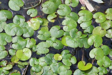 Gölette yetişen vahşi su bitkisi Hydrocharis Morsus-ranae.