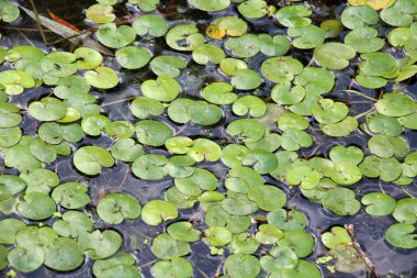 Wild aquatic plant Hydrocharis morsus-ranae growing in a pond clipart