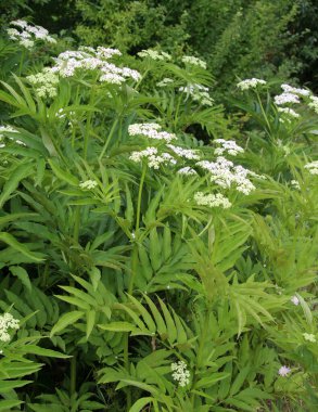 Vahşi doğada, yaşlı böğürtlen bitkisi (Sambucus ebulus) yazın açar.