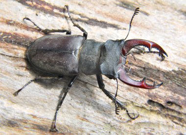 Vahşi doğada, erkek bir geyik böceği (Lucanus cervus)